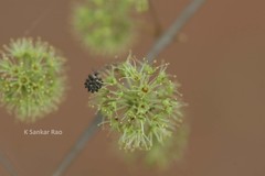 Anogeissus acuminata